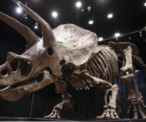 epa09536401 General view of the skeleton of a fossilized Triceratops dinosaur at the Drouot auction house in Paris, France, 21 October 2021. The skeleton of a Triceratops, an over 66 million years old dinosaur, knicknamed 'Big John', has sold at auction at the Drouot Auction House, fetching a total of 5.5 million euros.  EPA/IAN LANGSDON