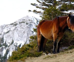 Velebit i na proljeće je pun snijega. No snijeg ne smeta divlje životinje da uživaju u proljeću. Divlji konji pasu travu nedaleko doma Zavižan na 1600 metara nadmorske visine, a medvjeđe šape mogu se vidjeti cijelim dijelom planinarske staze od Oltara do doma. S Velikog Zavižana pruža se pogled na Rab i ostale obližnje otoke.