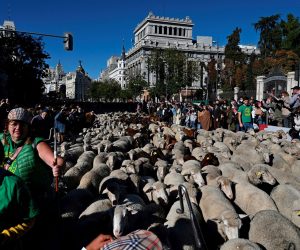 epa09543094 One thousand Merino sheep and one hundred Retinta goats from the flock of the Mesta Council are walking the streets of downtown Madrid, central Spain, 24 October 2021, during the Feast of Transhumance, a tradition during which cattle breeders use ancient livestock trails.  EPA/FERNANDO VILLAR