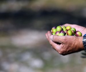 21.10.2021.,Tisno - Udruga branitelja oboljelih od PTSP-a Sibensko-kninske zupanije zapocela je berbu maslina u svom masliniku o kojem vode brigu. Rad u masliniku i odrzavanje maslina kao i berba koriste se kao radna terapija, a njihova ulja osvajila su mnoge nagrade za kvalitetu. Photo: Dusko Jaramaz/PIXSELL