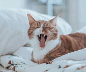 Unsplash/Timothy Meinberg