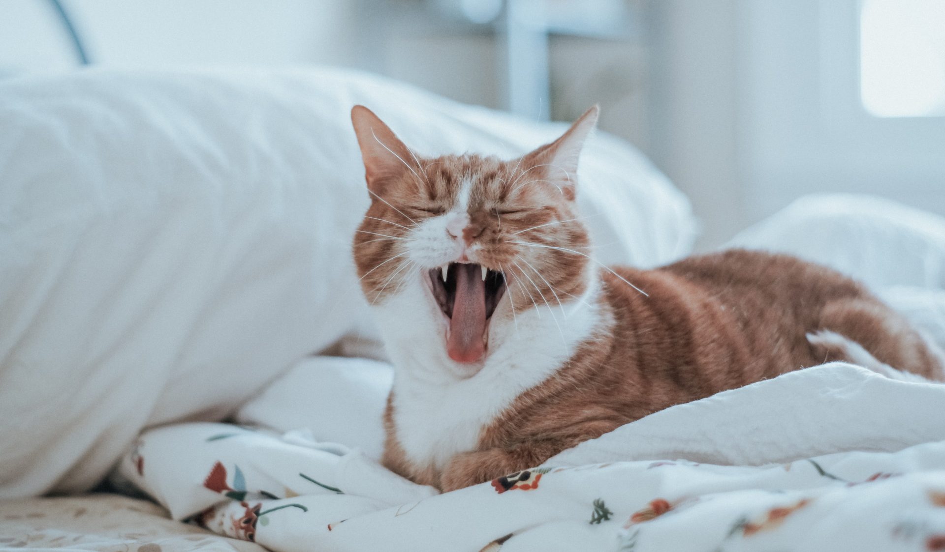 Unsplash/Timothy Meinberg
