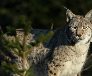27.12.2015.,  Zagreb - Stanovnike Zooloskog vrta razveselili su darovi ispunjeni najdrazim poslasticama. 
Photo: Igor Kralj/PIXSELL (27.12.2015.,  Zagreb - Stanovnike Zooloskog vrta razveselili su darovi ispunjeni najdrazim poslasticama. 
Photo: Igor