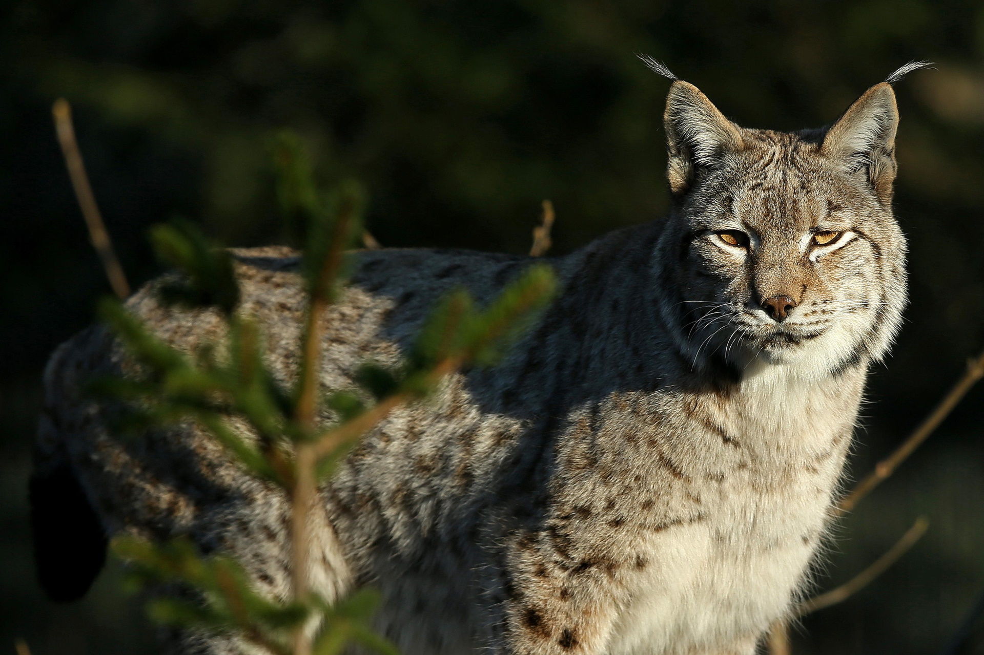 27.12.2015.,  Zagreb - Stanovnike Zooloskog vrta razveselili su darovi ispunjeni najdrazim poslasticama. 
Photo: Igor Kralj/PIXSELL (27.12.2015.,  Zagreb - Stanovnike Zooloskog vrta razveselili su darovi ispunjeni najdrazim poslasticama. 
Photo: Igor