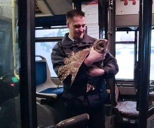 Zagreb, 28.11.2021.- Vozaè autobusa Zagrebaèkog elektriènog tramvaja (ZET-a) je oko jedan sat u noæi sa subote na nedjelju na zagrebaèkoj Aveniji Veæeslava Holjevca ugledao sovu jastrebaèu s ozlijeðenim krilom te iako su ga minute dijelile od zavretka posljednje vonje te noæi, odluèio joj je pomoæi.  
foto HINA/ Prorsus komunikacije/ ua