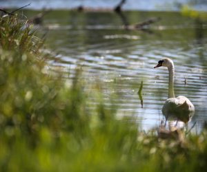 25.04.2021., Velika Gorica - Topla proljetna nedjelja na rijeci Odri u Cickoj poljani. 
Photo: Zeljko Hladika/PIXSELL