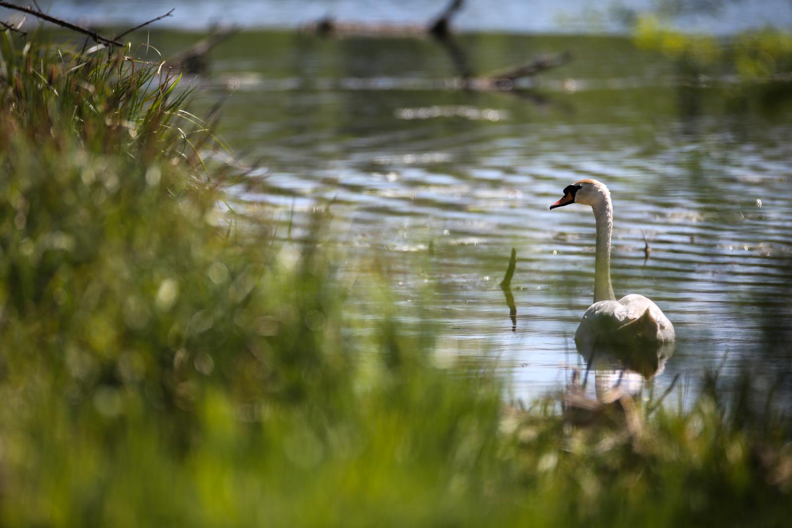 25.04.2021., Velika Gorica - Topla proljetna nedjelja na rijeci Odri u Cickoj poljani. 
Photo: Zeljko Hladika/PIXSELL