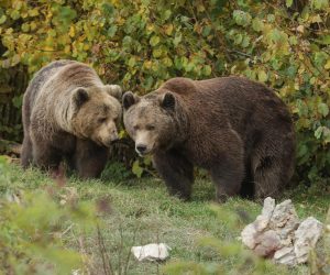 26.10.2020., Krasno -Velebitsko utociste za mlade medvjede u Kuterevu pod vodstvom Ivana Crnkovica Pavenke i u ovo jesenje vrijeme ima pune ruke posla. Desetak volontera iz cijelog svijeta educiraju se i rade na utocistu za medvjede. 
Photo: Robert Anic/PIXSELL