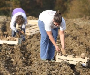 28.10.2015., Karlovac - Na imanju OPG-a Prpic u tijeku je berba batata. 
Photo: Kristina Stedul Fabac/PIXSELL