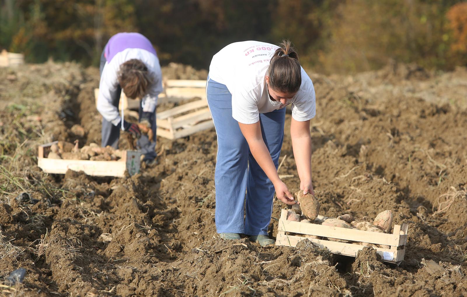 28.10.2015., Karlovac - Na imanju OPG-a Prpic u tijeku je berba batata. 
Photo: Kristina Stedul Fabac/PIXSELL