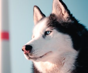 Unsplash/Chris Ensminger