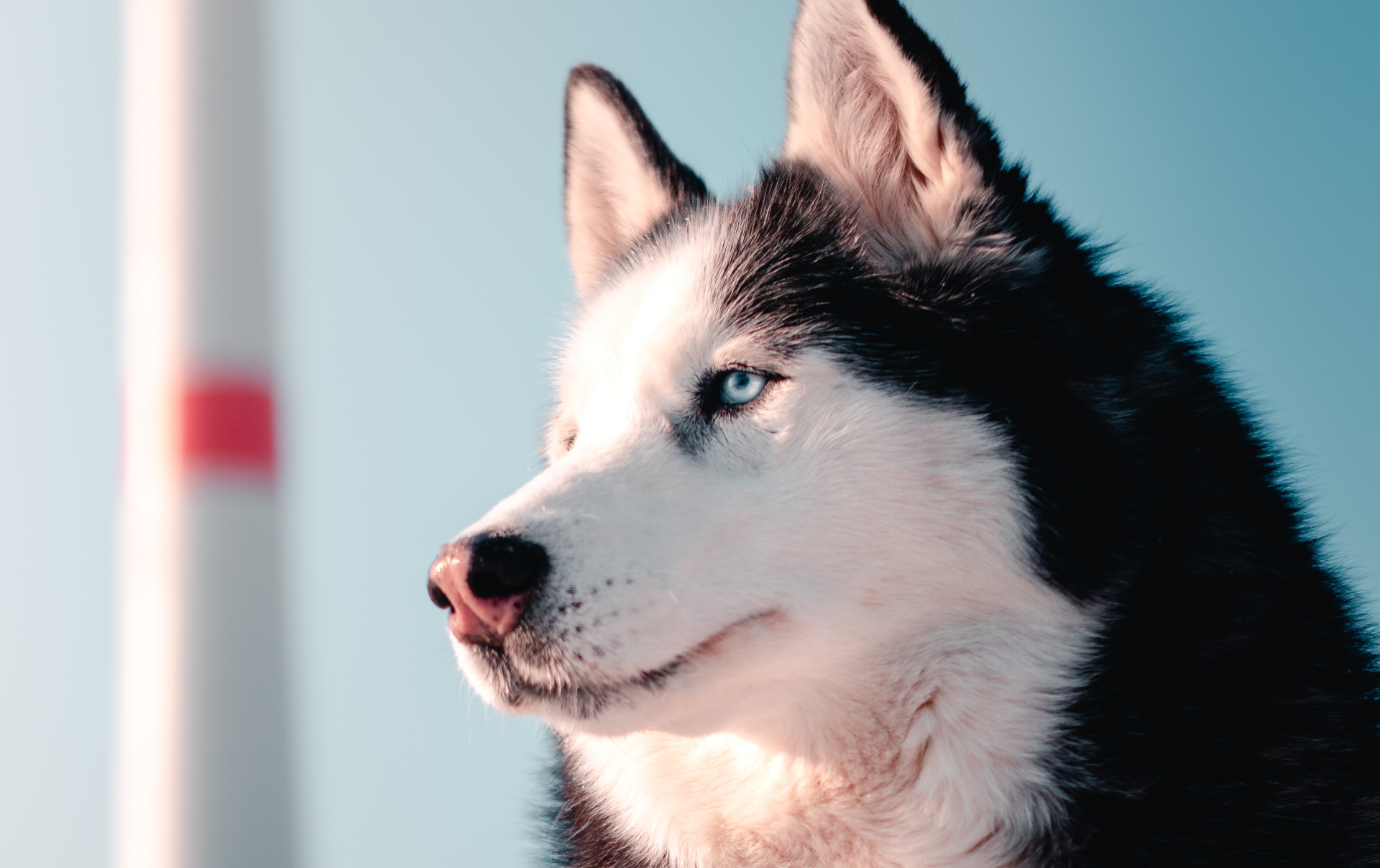 Unsplash/Chris Ensminger