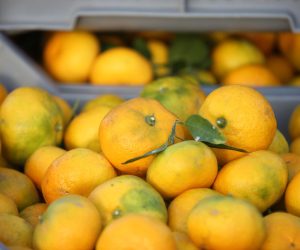 10.10.2020.,Vodice-I ove godine vlasnici OPG-a iz Metkovica su poceli prodaju mandarina u Sibensko-kninskoj zupaniji. 
Photo: Dusko Jaramaz/PIXSELL (10.10.2020.,Vodice-I ove godine vlasnici OPG-a iz Metkovica su poceli prodaju mandarina u Sibensko-kni