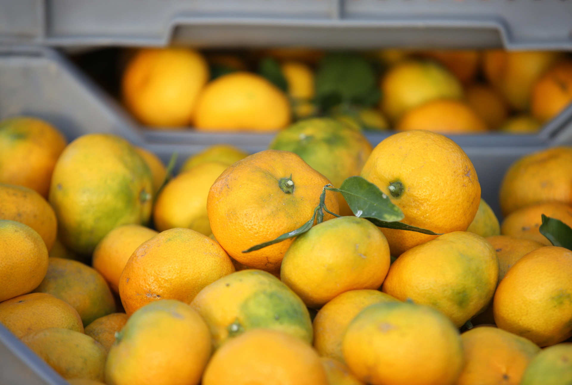 10.10.2020.,Vodice-I ove godine vlasnici OPG-a iz Metkovica su poceli prodaju mandarina u Sibensko-kninskoj zupaniji. 
Photo: Dusko Jaramaz/PIXSELL (10.10.2020.,Vodice-I ove godine vlasnici OPG-a iz Metkovica su poceli prodaju mandarina u Sibensko-kni