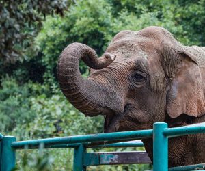 26.10.2021., Pula - 
Slonica Lanka zivi u safariju na Velikom Brijunu. Lanka je na Brijune stigla kao dar indijske premijerke Indire Gandhi 1972. godine. (26.10.2021., Pula - 
Slonica Lanka zivi u safariju na Velikom Brijunu. Lanka je na Brijune stigl
Srecko Niketic/Pixsell