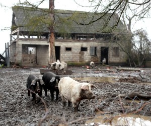 29.12.2021., Majske Poljane - Svakodnevnica u selu Majske Poljane godinu dana nakon potresa. Photo: Igor Kralj/PIXSELL