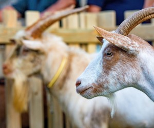 18.09.2021., Svetvincenat - 
Odrzan Festival sira i 21. izbor za Naj koza 2021. Titulu najljepse koze odnjela je koza Bila vlasnika Franka Sandrica iz Jursici. Vesna Loborika ima najbolji kravlji sir a sirana Majcani iz Buzeta dobila nagradu za najbol
Pixsell/Srecko Niketic