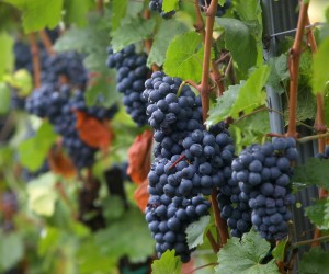18.09.2021., Ozalj - Na imanju vinarije Sostar u Vrhovcu odrzana je tradicionalna zenska berba  frankovke. Cetrdesetak zena sa podrucja Karlovacke zupanije ukljucilo se u tradicionalnu berbu grozdja. 
 Photo: Kristina Stedul Fabac/PIXSELL (18.09.2021.