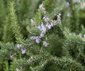 29.10.2015.,Ruzmarin, prekrasna aromaticna mediteranska biljka s tradicijom koristenja vec tisusljecima. Iznimno je koristan i u kuhinji i u medicini.
Photo: Ivo Cagalj/PIXSELL (29.10.2015.,Ruzmarin, prekrasna aromaticna mediteranska biljka s tradicij