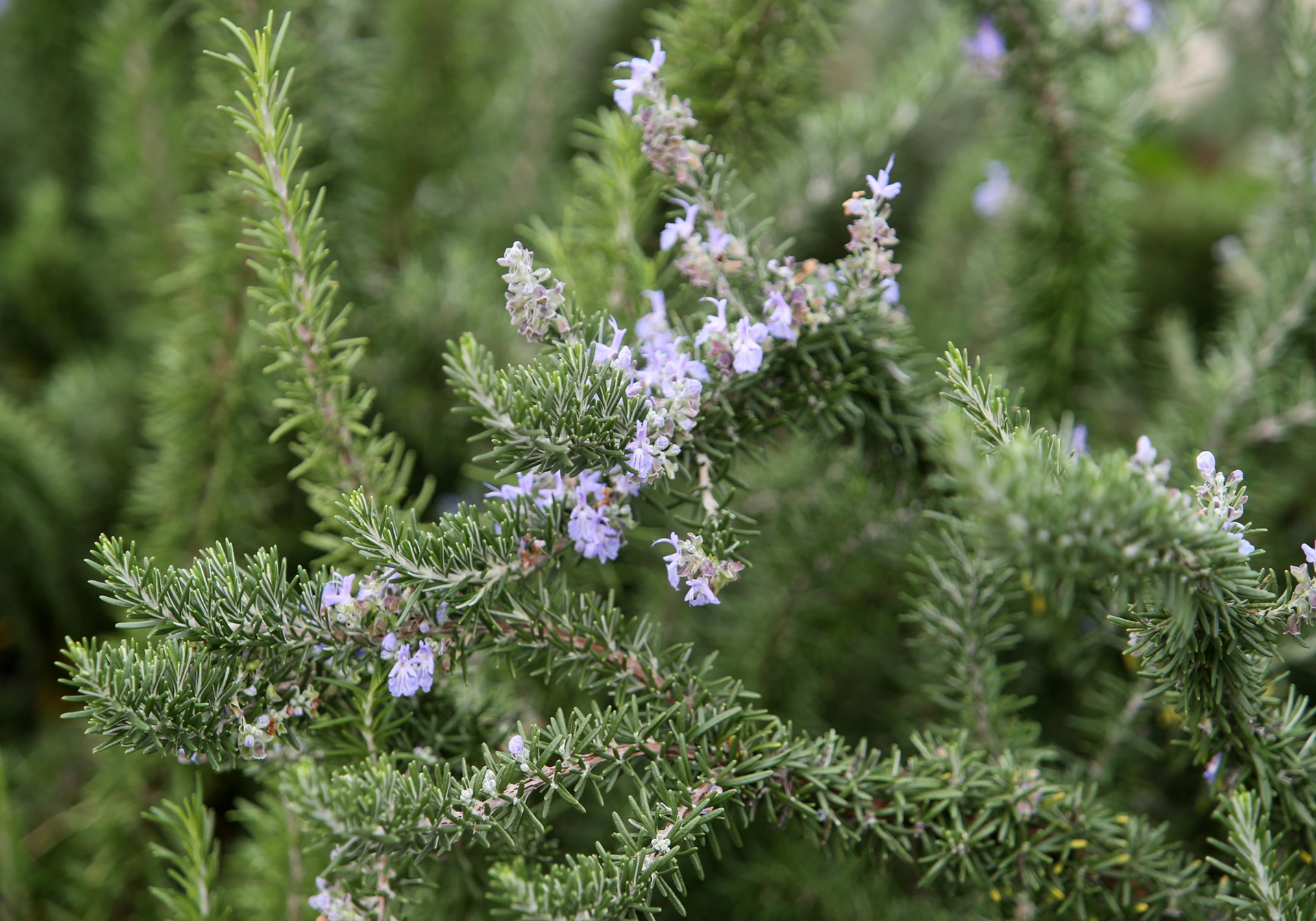 29.10.2015.,Ruzmarin, prekrasna aromaticna mediteranska biljka s tradicijom koristenja vec tisusljecima. Iznimno je koristan i u kuhinji i u medicini.
Photo: Ivo Cagalj/PIXSELL (29.10.2015.,Ruzmarin, prekrasna aromaticna mediteranska biljka s tradicij