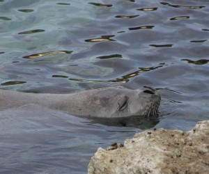 11.03.2014., Pula - Na poznatom pulskom setalistu Lungo mare danas je tik uz obalu sredozemna medvjedica uzivala u jutarnjem brcanju i drijemanju.Volonteri Natura Histrie i do sada su praili njezino kretanje i pazili da se ovo simpaticno i pomalo neobicno morsko bice ne uzmemirava. Photo: Dusko Marusic/PIXSELLr"n