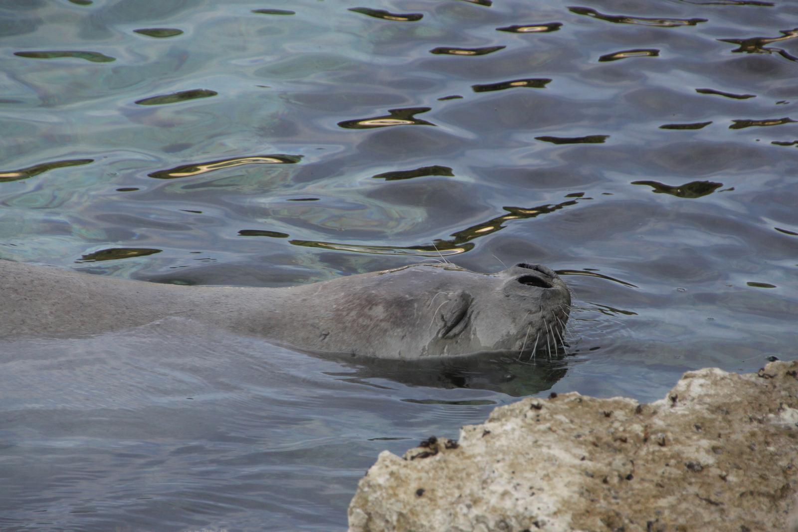 11.03.2014., Pula - Na poznatom pulskom setalistu Lungo mare danas je tik uz obalu sredozemna medvjedica uzivala u jutarnjem brcanju i drijemanju.Volonteri Natura Histrie i do sada su praili njezino kretanje i pazili da se ovo simpaticno i pomalo neobicno morsko bice ne uzmemirava. Photo: Dusko Marusic/PIXSELLr"n
