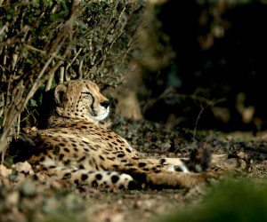 27.12.2015.,  Zagreb - Stanovnike Zooloskog vrta razveselili su darovi ispunjeni najdrazim poslasticama. Gepard.
Photo: Igor Kralj/PIXSELL (27.12.2015.,  Zagreb - Stanovnike Zooloskog vrta razveselili su darovi ispunjeni najdrazim poslasticama. Gepard
