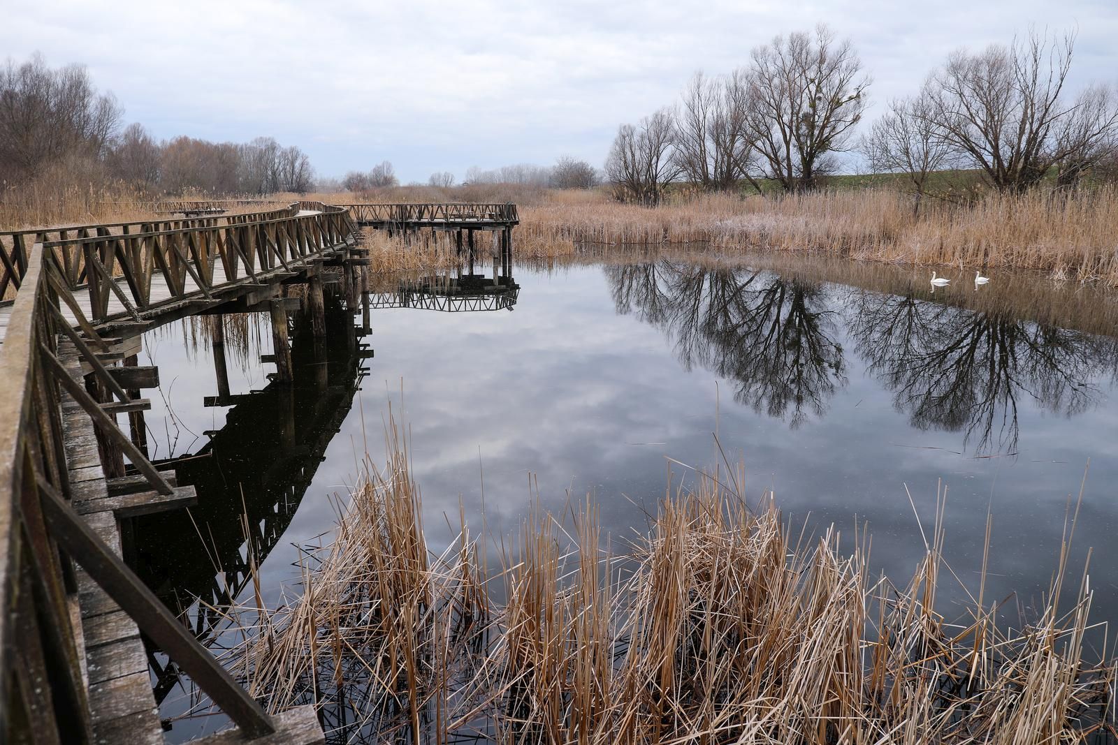 19.02.2022., Osijek - Setnica Bijelog lopoca kod prijemnog centra na ulazu u Park prirode Kopacki rit izgradjena je 2015. godine i duga je 1650 metara a kostala pet milijuna kuna, s popratnim objektima 15 milijuna i novac za to dobili su od Svjetske banke. Danas je ona potpuno zapustena i raspada se. Trebala je biti izgradjena od hrasta i bagrema ali se ocito islo na ustedu i djelovi su izgradjeni s mekom topolom koja nije izdrzala vremenske uvjete. Photo: Emica Elvedji/PIXSELL