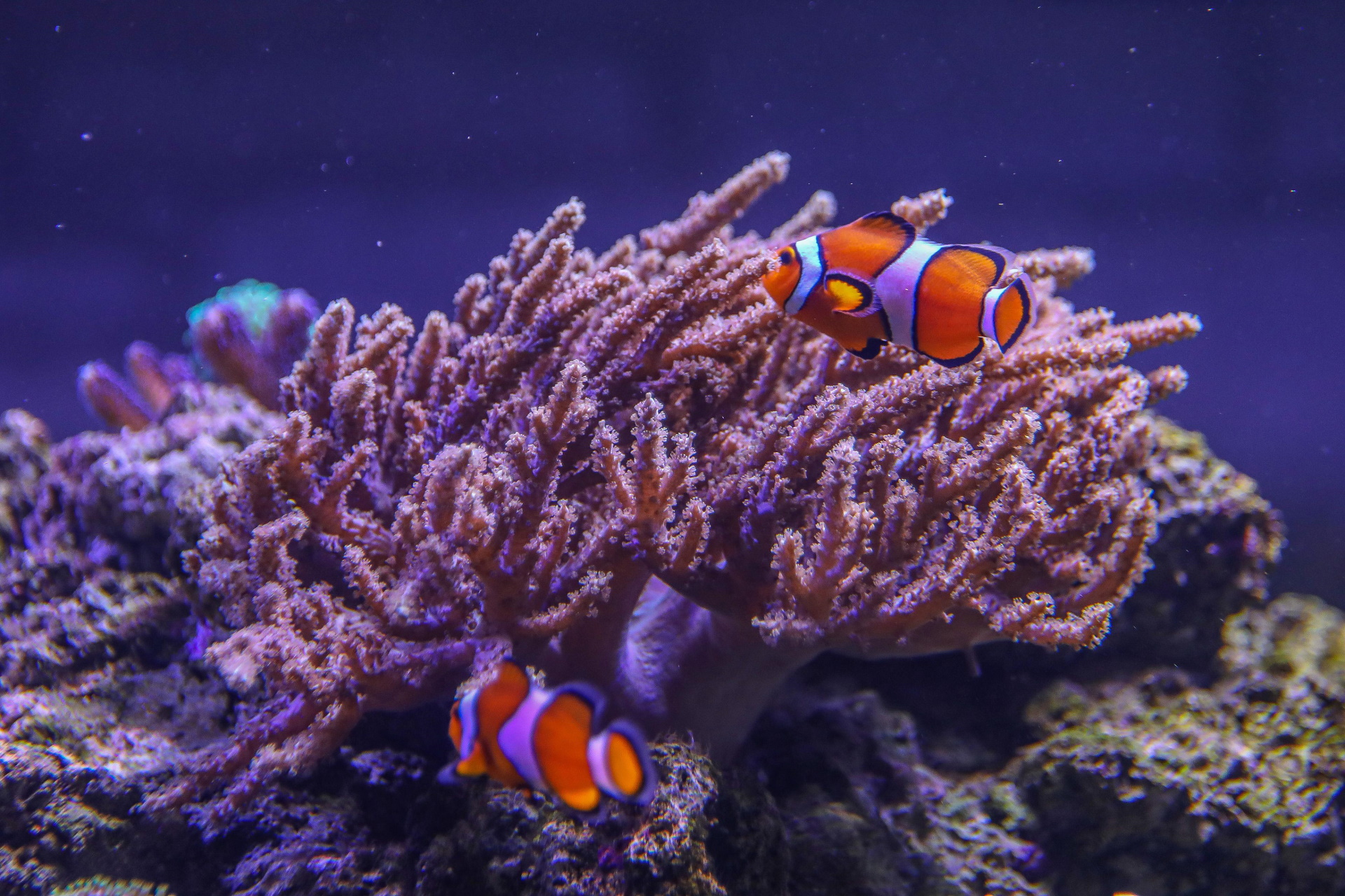 19.05.2021., Pula - Aquarium Pula.
Photo: Srecko Niketic/PIXSELL