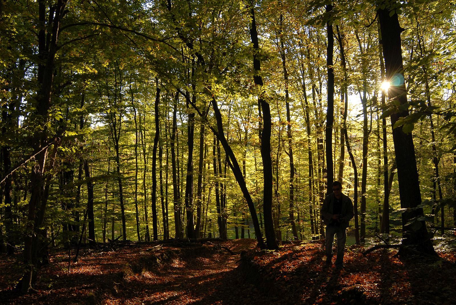 12.05.2010., Varazdin- Trecina Varazdinske zupanije je pod sumama, ilustracija. rPhoto: Vjeran Zganec-Rogulja/PIXSELL