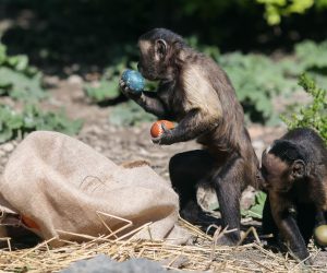 05.04.2021., Zagreb - Djelatnici zooloskog vrta razveselili zivotinje pisanicama. Nosati rakuni i smedju kapucini. rPhoto: Luka Stanzl/PIXSELL