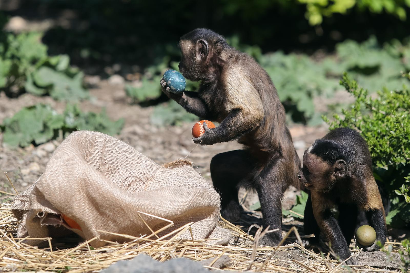 05.04.2021., Zagreb - Djelatnici zooloskog vrta razveselili zivotinje pisanicama. Nosati rakuni i smedju kapucini. rPhoto: Luka Stanzl/PIXSELL