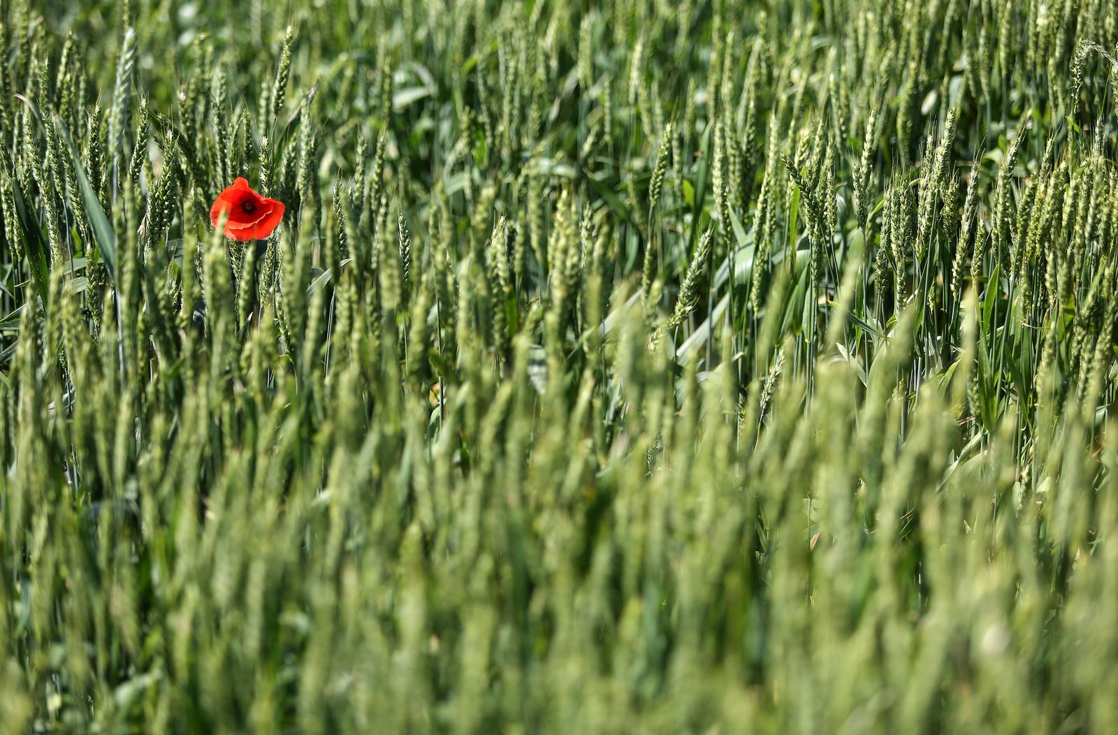06.06.2019., Zagreb - Mak u polju zelene psenice. r"nPhoto: Marin Tironi/PIXSELL