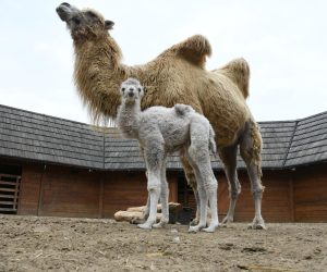 26.04.2021., Djurdjevac  - Deve Romeo i Dina dobili su podmladak. Prva mala deva - zenka teska 30-ak kilograma donijela je veliku radost i veselje u mini zoo Hrvatska Sahara u Djurdjevcu. A zanimljivo je da ce ime birati gradjani putem natjecaja jer je na svijet dosla kao poklon za Dan grada.  rPhoto: Damir Spehar/PIXSELL