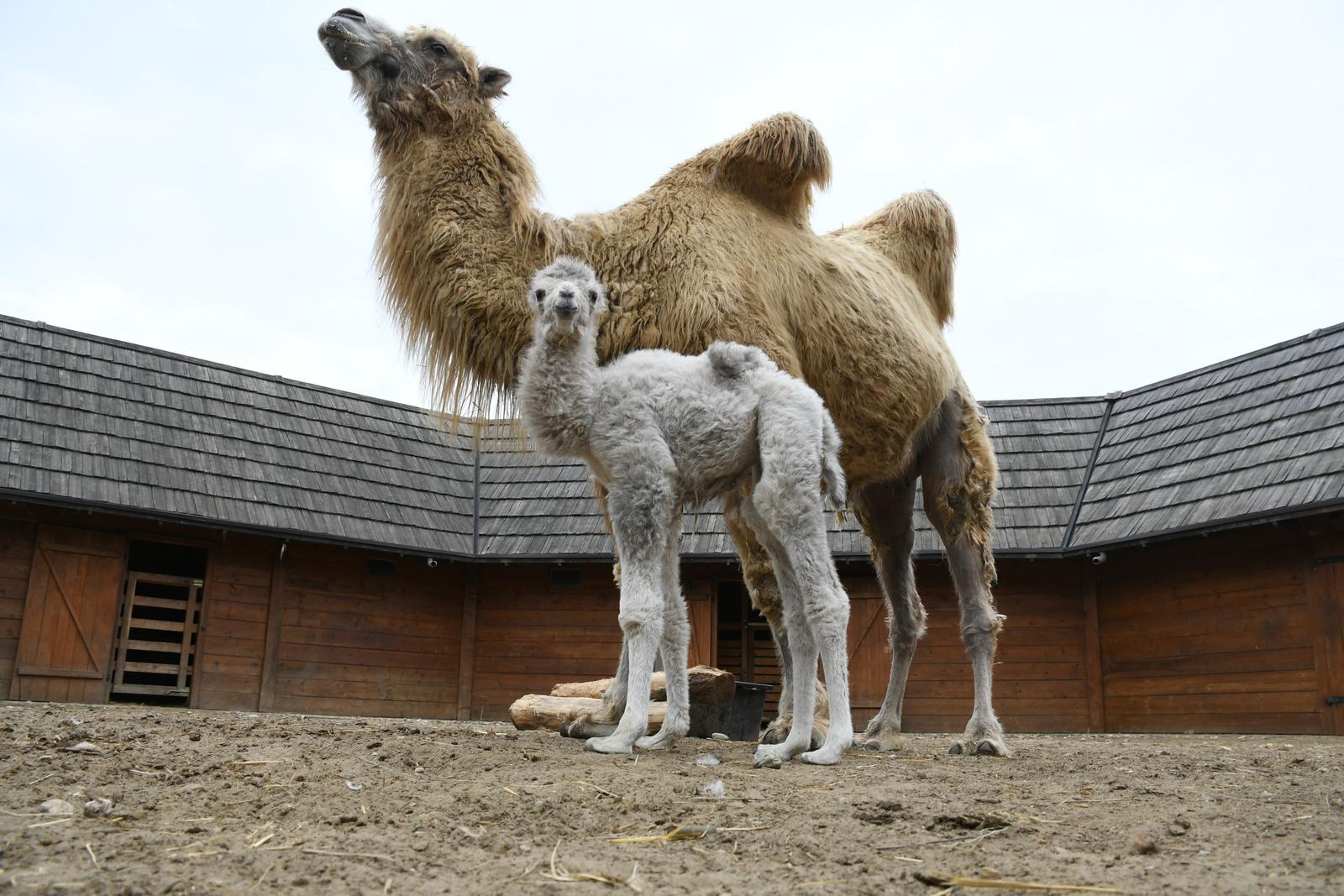 26.04.2021., Djurdjevac  - Deve Romeo i Dina dobili su podmladak. Prva mala deva - zenka teska 30-ak kilograma donijela je veliku radost i veselje u mini zoo Hrvatska Sahara u Djurdjevcu. A zanimljivo je da ce ime birati gradjani putem natjecaja jer je na svijet dosla kao poklon za Dan grada.  rPhoto: Damir Spehar/PIXSELL