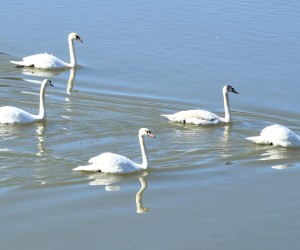 23.02.2022.,Sisak - Jato labudova plovi Kupom u potrazi za hranom. Pixsell/Nikola Cutuk