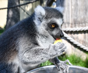 22.04.2019., Zagreb - U ZOO je odrzana manifestacija "Zekanje u Zooloskom" na kojoj su se izradjivale pisanice koje su podijeljene zivotinjama. Photo: Sandra Simunovic/PIXSELL