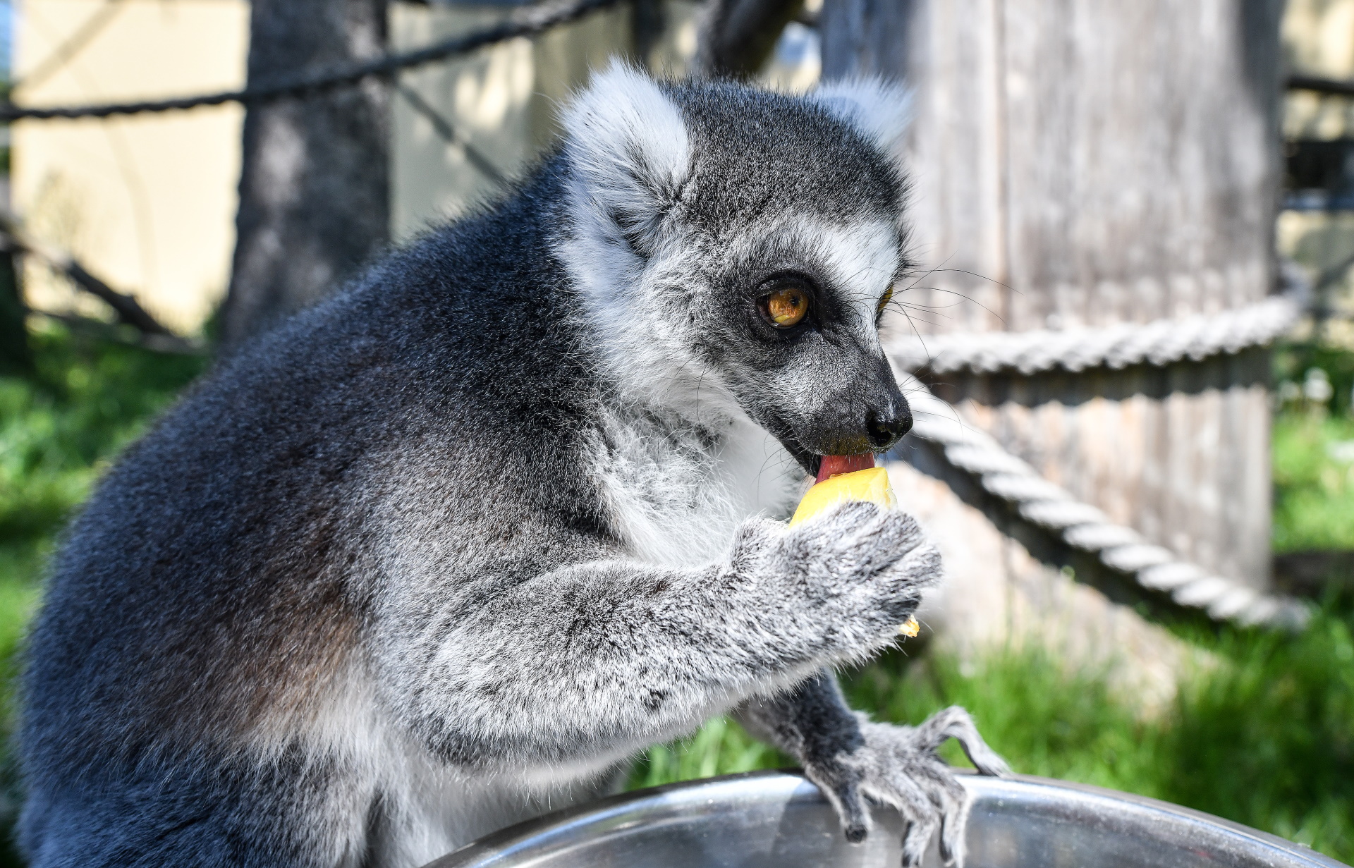 22.04.2019., Zagreb - U ZOO je odrzana manifestacija "Zekanje u Zooloskom" na kojoj su se izradjivale pisanice koje su podijeljene zivotinjama. Photo: Sandra Simunovic/PIXSELL
