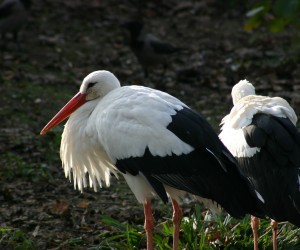Press/Zoo Zagreb