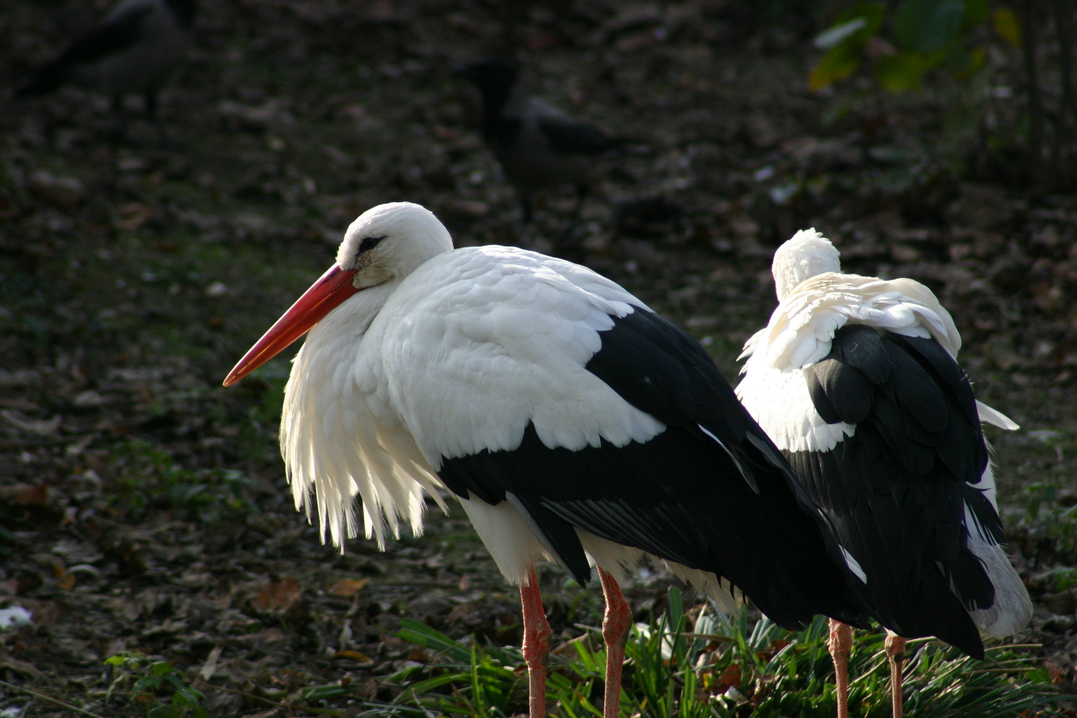 Press/Zoo Zagreb