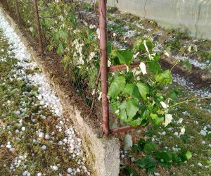 Veliki Bukovec, 25.5.2022.- Snano nevrijeme zahvatilo je u srijedu poslijepodne sjever Hrvatske, a jaka kia i tuèa velièine oraha padala je na podruèju Varadinske, Meðimurske i Krapinsko-zagorske upanije. Tuèa je zahvatila i podruèje grada Varadina, a  najgore je na istoku Varadinske upanije u Opæini Veliki Bukovec  gdje su oteæeni brojni objekti. 
foto HINA/ Sinia Kalajdija/ ua