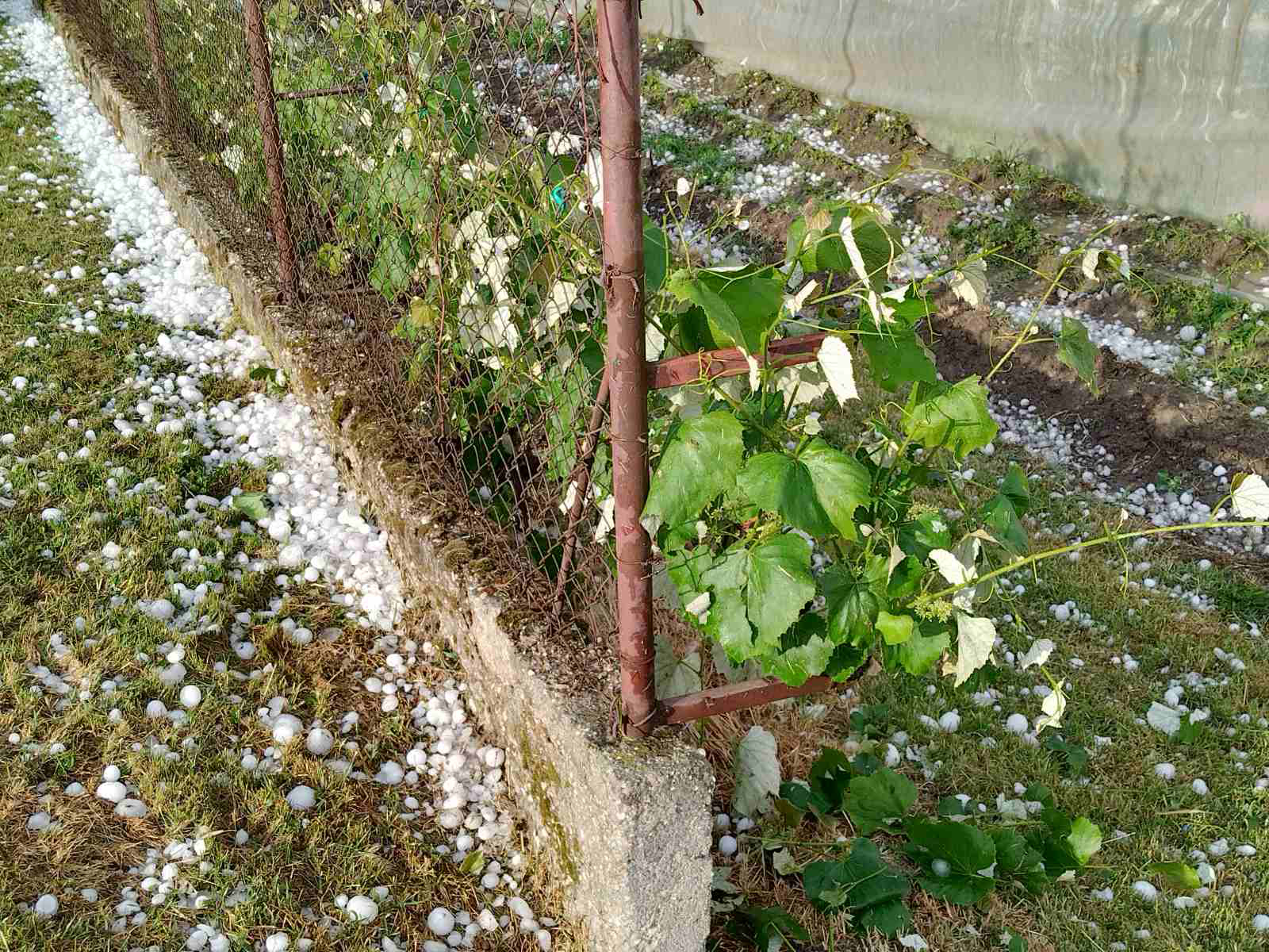 Veliki Bukovec, 25.5.2022.- Snano nevrijeme zahvatilo je u srijedu poslijepodne sjever Hrvatske, a jaka kia i tuèa velièine oraha padala je na podruèju Varadinske, Meðimurske i Krapinsko-zagorske upanije. Tuèa je zahvatila i podruèje grada Varadina, a  najgore je na istoku Varadinske upanije u Opæini Veliki Bukovec  gdje su oteæeni brojni objekti. 
foto HINA/ Sinia Kalajdija/ ua