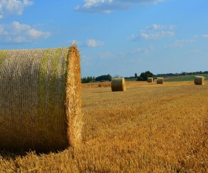 30.06.2015. Slavonski Brod - Nakon zetve prikuplja se slama, pa su polja u Slavoniji prepuna velikih valjkastih rolo-bala."nPhoto: Ivica Galovic/ PIXSELL