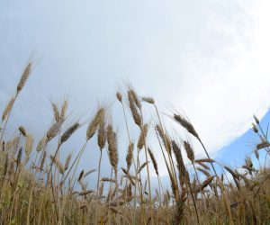 13.06.2018., Koprivnica, Novigrad Podravski - Promjenjivo vrijeme ovih dana stvara brze promjene na nebu, odnosno oblacima, a koji s jedne strane prijete kisom i nevremenom, a s druge pak donose vedrinu i sunce. Od nepogoda najvise strahuju poljoprivrednici (ratari) kako im urod ne bih bio unisten."nPhoto: Damir Spehar/PIXSELL