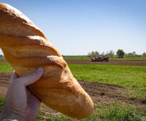 14.04.2022., Zagreb - Cijene hrane u ozujku su dostigle svoj vrhunac, a ocekuje se i daljnje poskupljenje zbog rata u Ukrajini. Buduci da je Ukrajina jedna od najvecih izvoznica zitarica i biljnih ulja, upravo bi te namirnice mogle biti na udaru najvecih poskupljenja. Hrvatska ne prozvodi dovoljno hrane za cijelo stanovnistvo, a osobito se to odnosi na proizvodnju zitarica i ulja. U Hrvatskoj su pekarski proizvodi u ozujku poskupili za 16,5 posto, a biljna ulja za cak 23,2 posto. Prema posljednjim podacima, u Hrvatskoj je hrana u samo mjesec dana poskupila za 10 posto. Analiticari tvrde kako su poskupljenja jos uvijek moguca, ali da do nestasice ne bi trebalo doci, barem ne u skorije vrijeme. 
 Photo: Davor Puklavec/PIXSELL