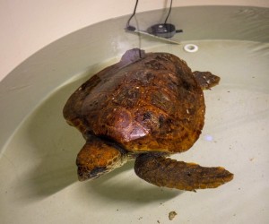 29.12.2021., Pula - 
Kornjaca Glavata Zelva Zorz nadjena na Visu stigla je u Aquarium Pula iz Splita gdje joj je veterinar, zbog teske rupture morao amputirati prednji ud. Djelatnici pulskog centra nadaju se Zorzovom oporavku iako u ovoj fazi prima potrebnu terapiju te jos uvijek ne jede. Pixsell/Srecko Niketic