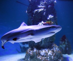 12.12.2021., Pula - Detalji iz pulskog aquariuma. Pixsell/Sasa Miljevic