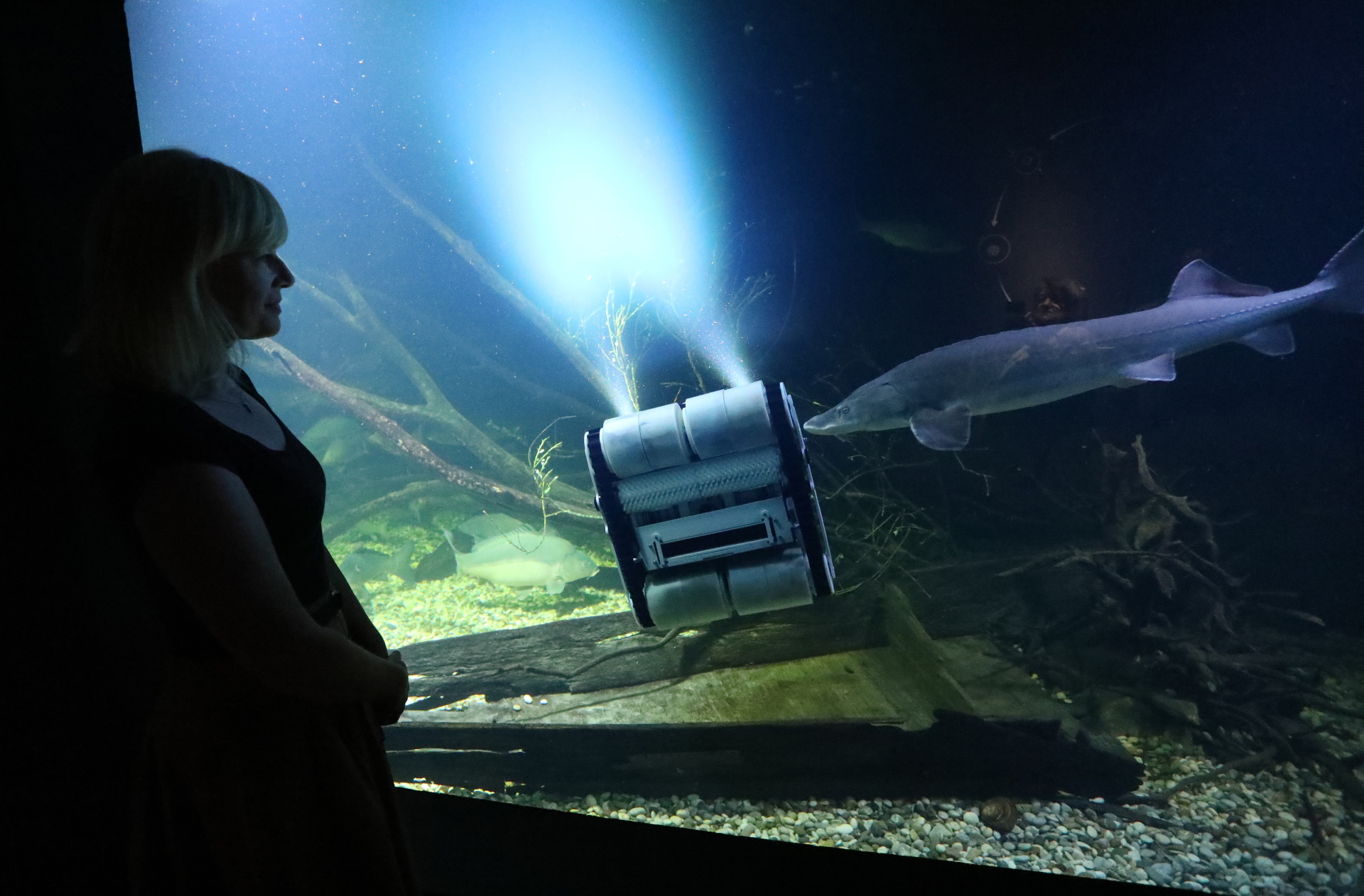 15.06.2022., Karlovac - Aquatika Karlovac uvela je novi nacin ciscenja velikog akvarija. Radi se robotu koji sada cisti stakla velikog akvarija koje je do sada obavljao ronioc koji je stakla obavljao rucno.
Photo: Kristina Stedul Fabac/PIXSELL