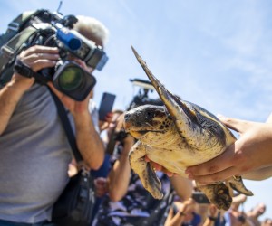 17.06.2022., Pula - Povodom obiljezavanja Svjetskog dana morskih kornjaca, na plazi Ambrela (Verudela), u more je vracena oporavljena jedinka glavate zelve - Victorija. Pixsell/Sasa Miljevic
