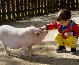 08.10.2014., Zagreb - U djecji Zoo vrt iz Ljubljane je stigla Gottingenska patuljasta svinja Rozika. Mnogi gradjani sa svojom djecom dosli su vidjeti i hraniti prinovu Zooloskog vrta.
Photo: Davor Visnjic/PIXSELL